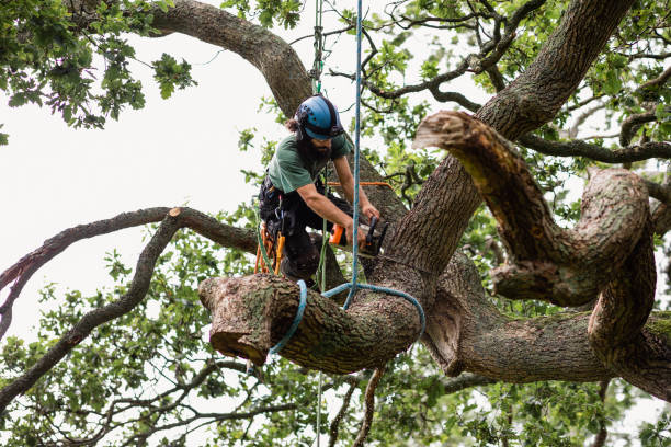 Morrow, OH Tree Services Company