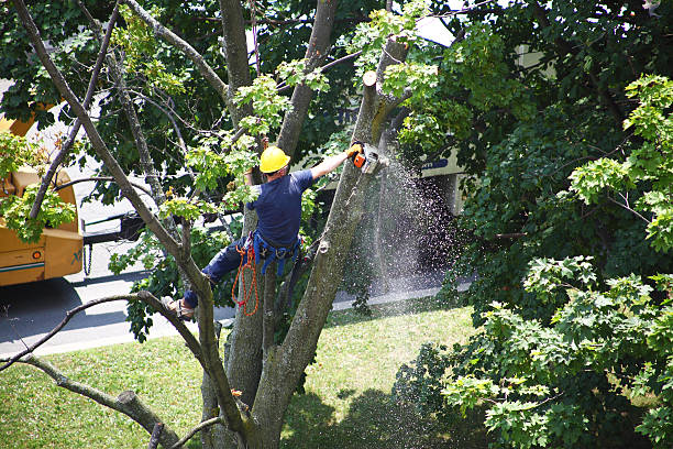 Best Hazardous Tree Removal  in Morrow, OH