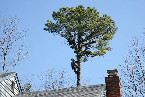 Best Utility Line Clearance  in Morrow, OH